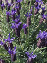 Lavandula stoechas 'Major'