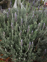 Lavandula  