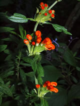 Leonotis leonurus 