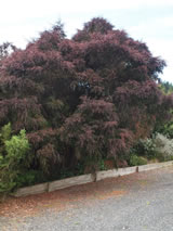 Leptospermum polygalifolium 'Coppersheen'