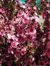 Leptospermum scoparium 'Coral Candy'