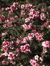 Leptospermum scoparium 'Martinii'