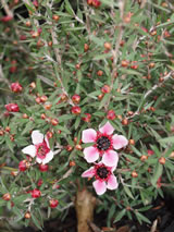 Leptospermum scoparium 'Martinii'