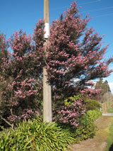 Leptospermum scoparium 'Martinii'