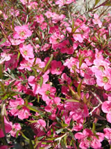 Leptospermum  'Merinda'