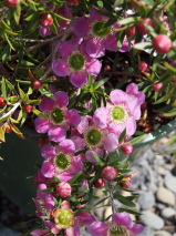 Leptospermum  'Pageant'