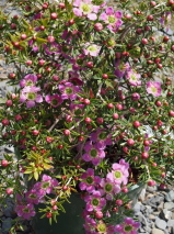 Leptospermum  'Pageant'