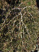 Leptospermum scoparium 'Pillar Point'