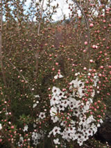 Leptospermum scoparium 'Princess Anne'