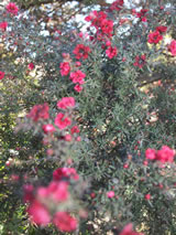 Leptospermum scoparium 'Red Damask'