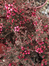 Leptospermum scoparium 'Ruru'