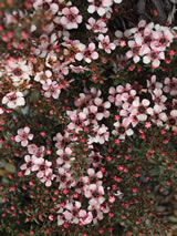 Leptospermum scoparium 'Tui'