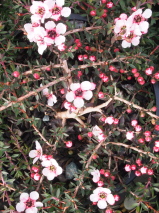 Leptospermum scoparium 'Blushing Star'