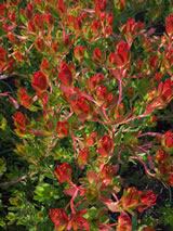 Leucadendron stelligerum 'Harvest'