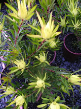 Leucadendron  'Inca Gold'