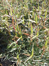 Leucadendron floridum 'Pisa'