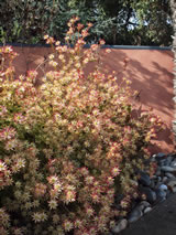 Leucadendron  'Super Star'