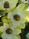 Leucadendron strobolinum 'Waterlilly'