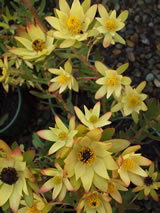 Leucadendron  'Wedding Bells'