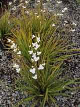 Libertia grandiflora 