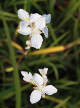 Libertia formosa 