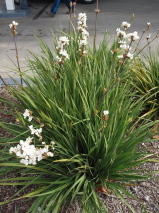 Libertia formosa 