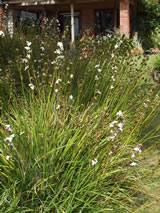 Libertia formosa 