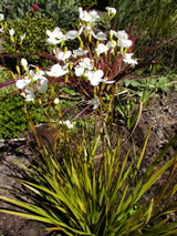 Libertia grandiflora 