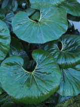 Ligularia reniformis 