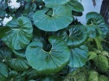 Ligularia reniformis 