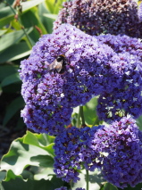 Limonium perezii 