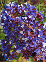 Limonium perezii 