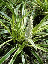 Liriope muscari 'Monroe's white'