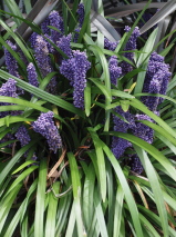 Liriope muscari 'Royal Purple'