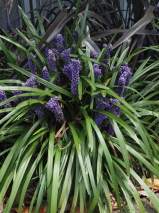 Liriope muscari 'Royal Purple'