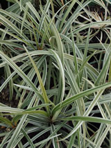 Liriope muscari 'Silver Ribbon'