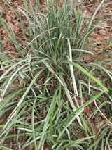 Liriope muscari 'Silver Ribbon'