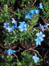 Lithodora diffusa 'Grace Ward'