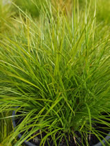 Lomandra  'Little con'