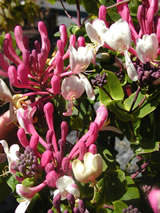 Lonicera splendida Lonicera splendida