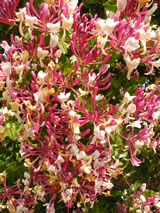 Lonicera splendida Lonicera splendida