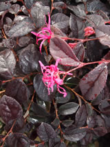 Loropetalum chinense 'China Pink'