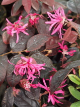 Loropetalum chinense 'Firedance'