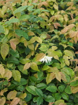 Loropetalum chinense 'Iceberry'