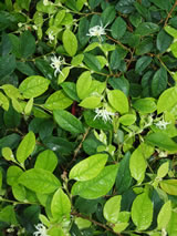 Loropetalum chinense 