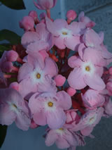 Luculia gratissima 'Fragrant Cloud' Luculia gratissima 'Fragrant Cloud'