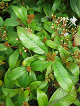 Luculia gratissima 'Fragrant Pearl'