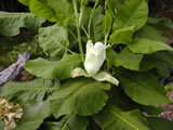 Magnolia macrophylla 