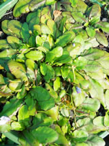 Mazus  'Matapouri bay'