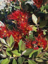 Metrosideros umb x rob 'Sentinel Flame'